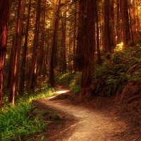 Forest Pathway