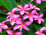PLumeria