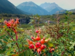 Rocky Mountains and wild roses