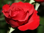 Red Rose!