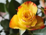 Yellow Rose!