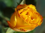 Yellow Rose!