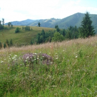 Nothing but peace and quiet