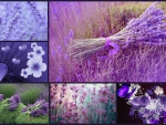 Lavender Passions
