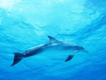 Dolphin in a Deep Blue Sea