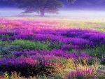 Lavender field _a