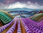 Lavender field