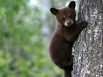 Cute Bear