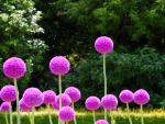 ALLIUM FLOWERS