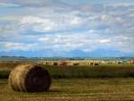 Hay rolls and Rocky Mountains on the back