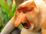 proboscis monkey