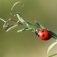 Ladybug