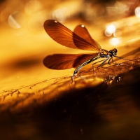 Dragonfly