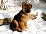 German Shepherd Puppy