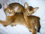 Abessinier babys
