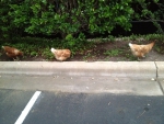 Why did the chicken(s) cross the road