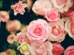 Beautiful Pink Roses