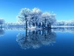 Reflecting frosty trees