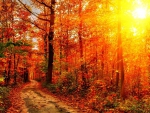 bright sunshine through a red forest in autumn