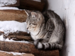 Winter Cat