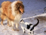 Collie & Cat