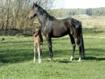 ~ Foal And Mum ~