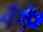 Blue flowers _a