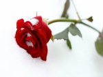 ~ The Snow Rose