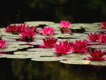 LOTUS POND