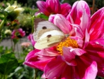 ~ Dahlia & Butterfly ~
