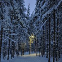 gorgeous forest in winter