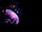 pink jellyfish