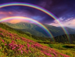 Rainbow over flowers