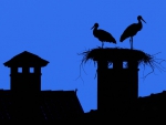 Storks