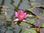 Water Lilly