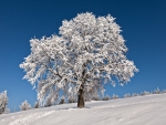 Frozen Tree