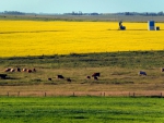 Cows and yellow fields, Western Canada