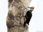 Woodpecker