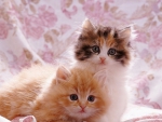 Cute kittens with fringed cover