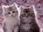 Persian cross kittens