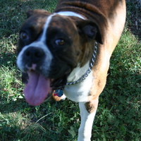 My Female Boxer Roxie