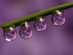Purple Drops