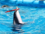 Dolphine Hoop Playing