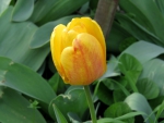 Single Yellow Tulip