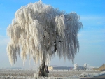 Winter willow