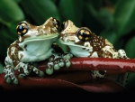 frogs couple