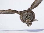 Hunting great gray owl