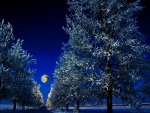 LIGHTED WINTER NIGHT
