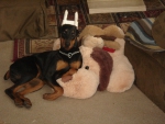 Dobe with stuffed puppy
