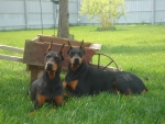 Dobe sisters